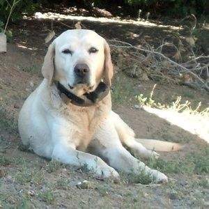 Meet your Posher, Bernadette